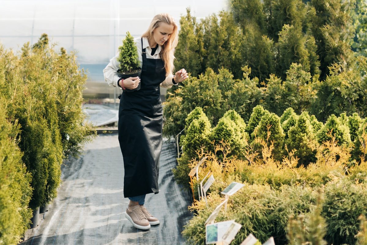 A girl gardener checks coniferous plants in the garden center in early spring. Landscape design