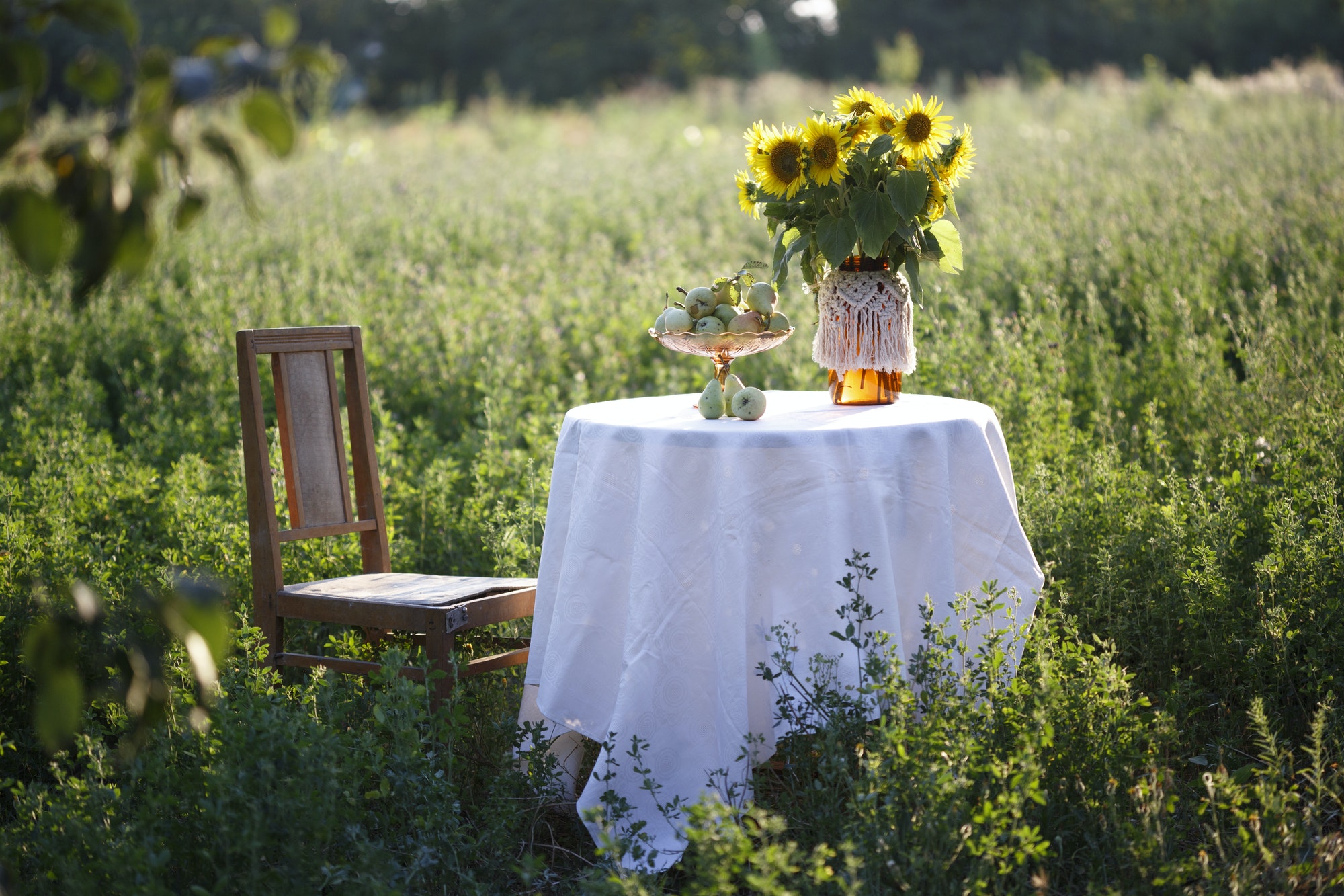 garden and still life