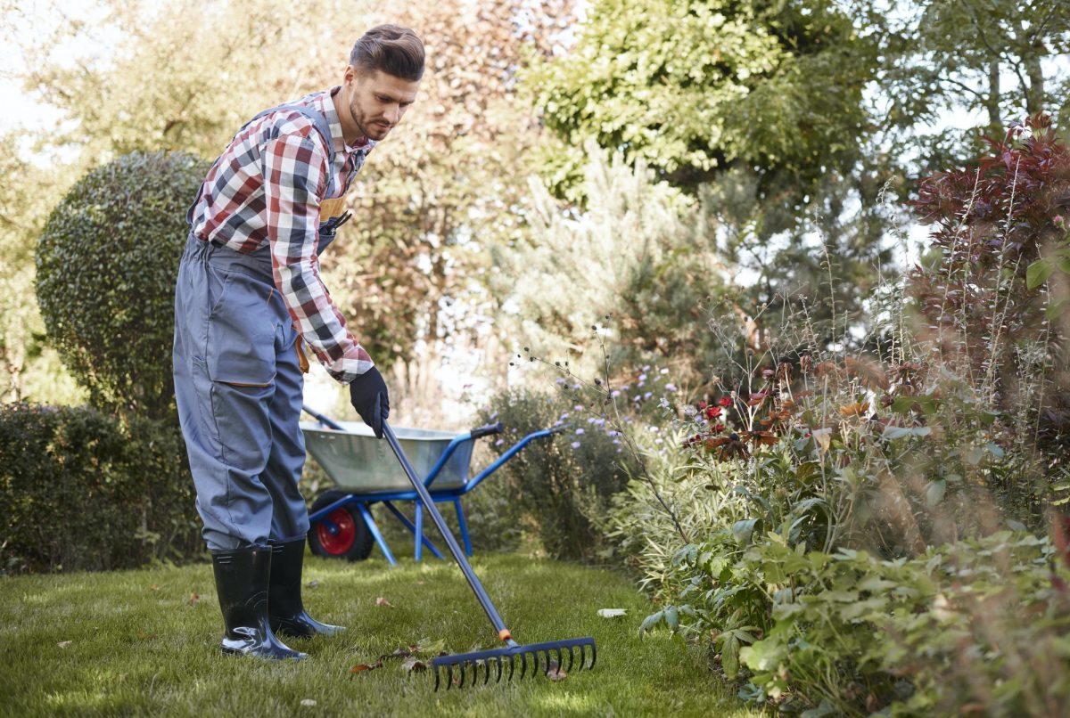 Gardener raking leaves in the garden